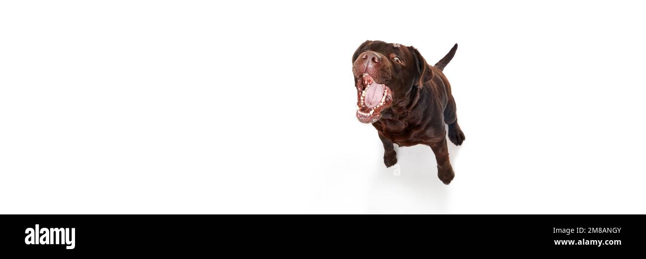 Foto de estudio de hermoso perro labrador marrón posando con la boca abierta sobre fondo blanco de estudio. Banner, folleto. Concepto de mascotas, animal doméstico Foto de stock