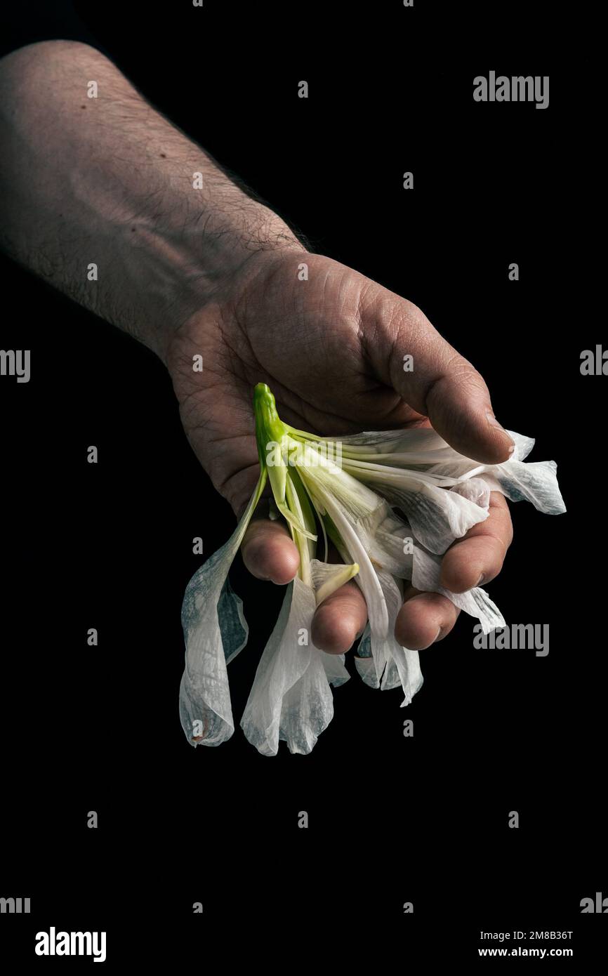 mano del hombre sosteniendo flor marchita, concepto de melancolía tristeza fatiga desesperación o depresión Foto de stock