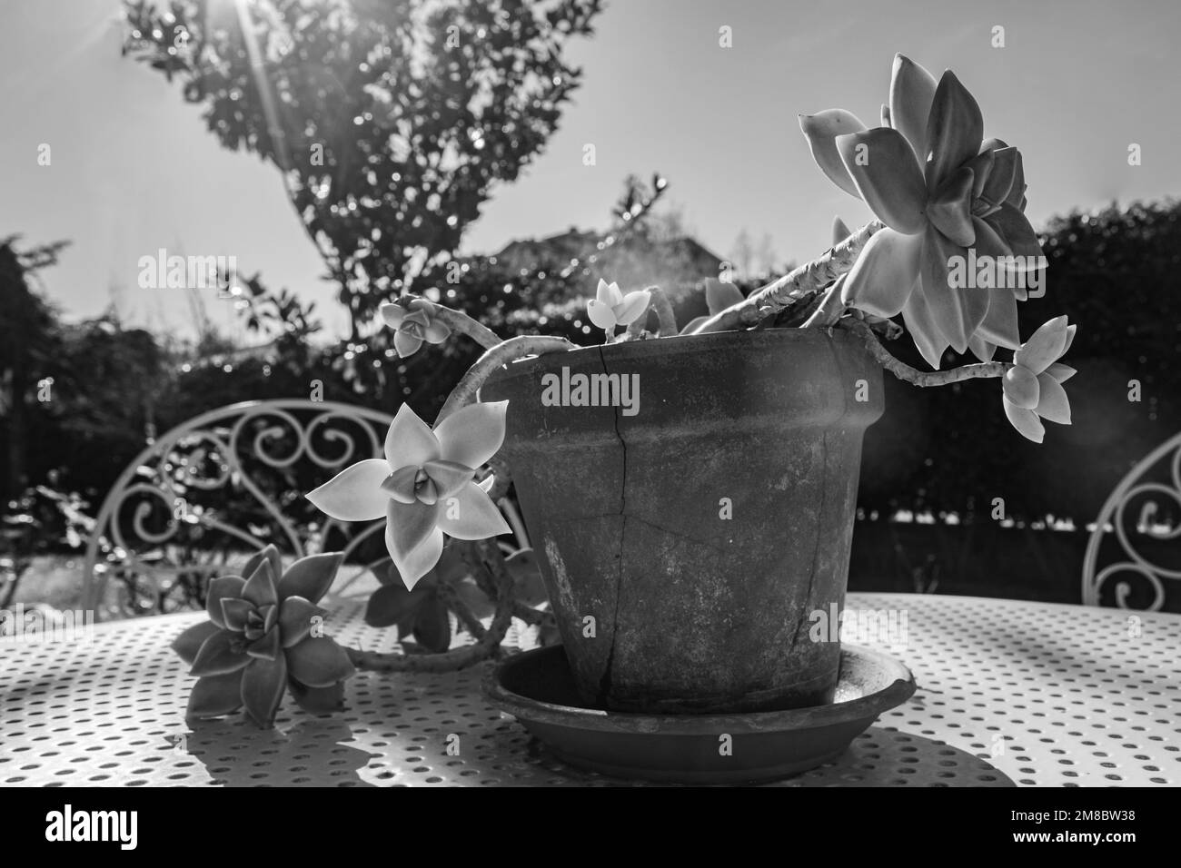 Una foto macro de un paraguayense graptopetalum atrapado en el sol de invierno en una mesa de jardín Foto de stock