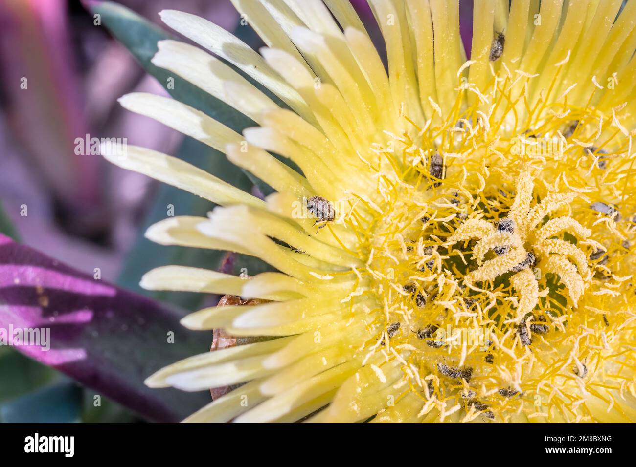 Carpobrotus edulis) higo agrio flor silvestre durante la primavera, Ciudad  del Cabo, Sudáfrica Fotografía de stock - Alamy
