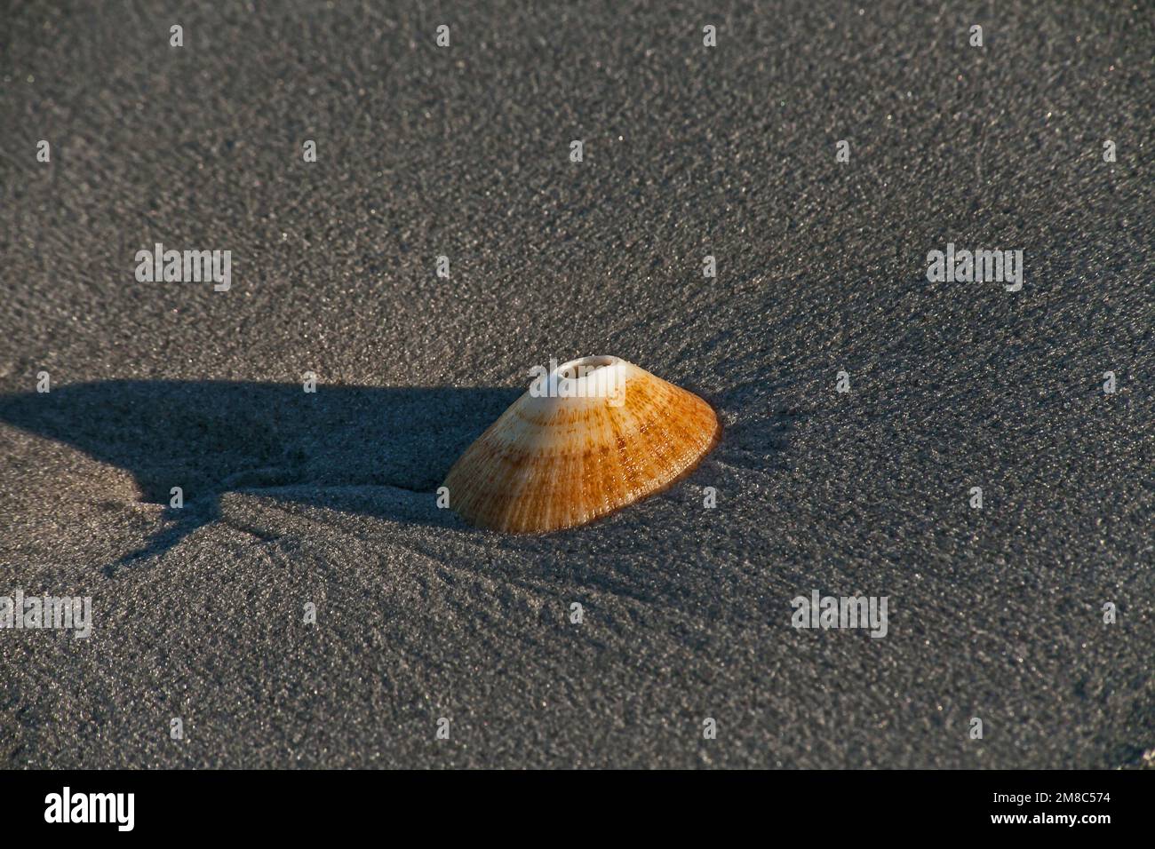 Una sola cáscara de la lapa rasurada (Helcion SP) en la costa atlántica de Namaqualand, Sudáfrica Foto de stock
