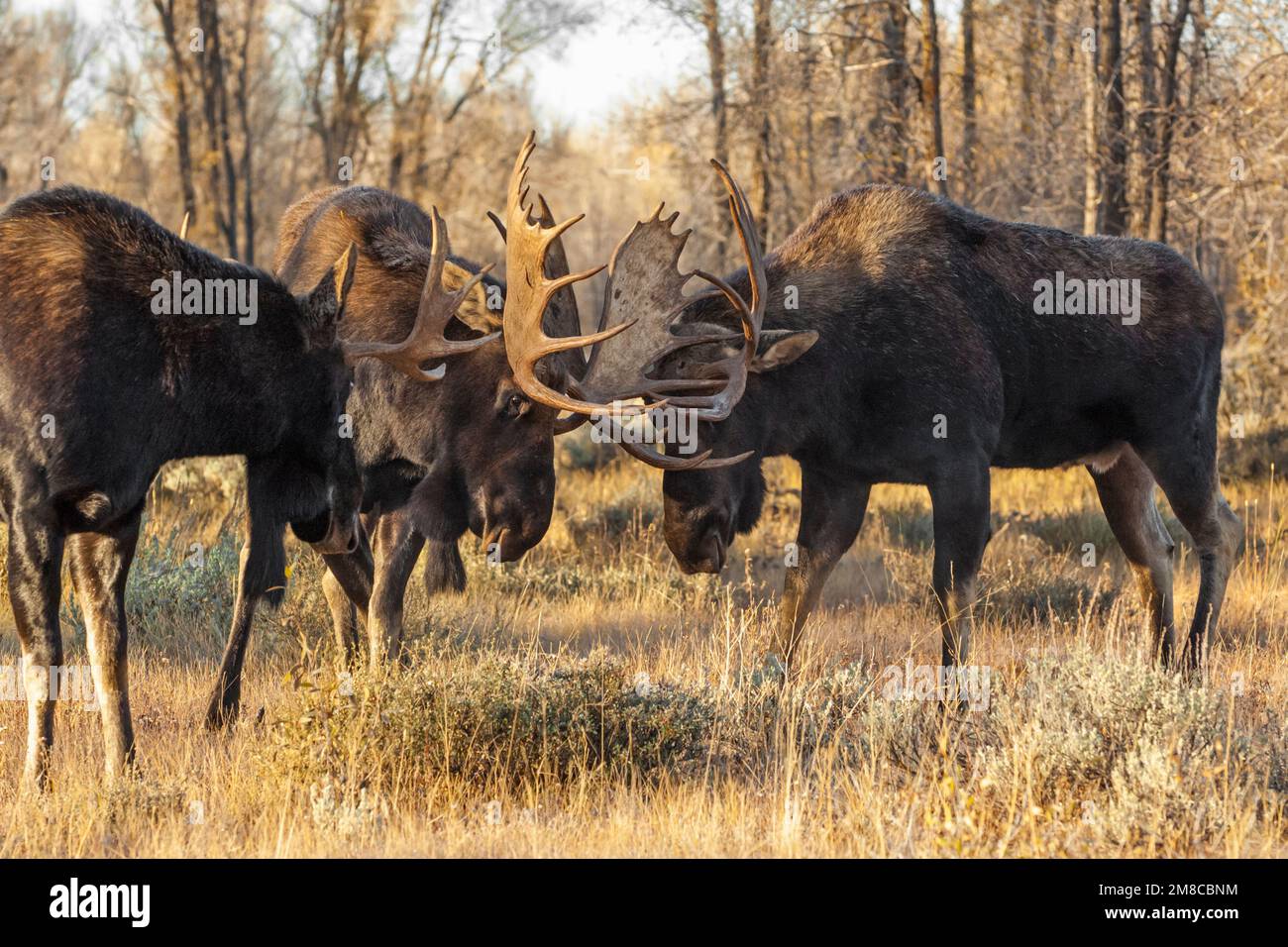 Bull Moose (Alces alces) sparring durante la rutina. Parque Nacional Grand Teton, Wyoming, EE.UU. Foto de stock