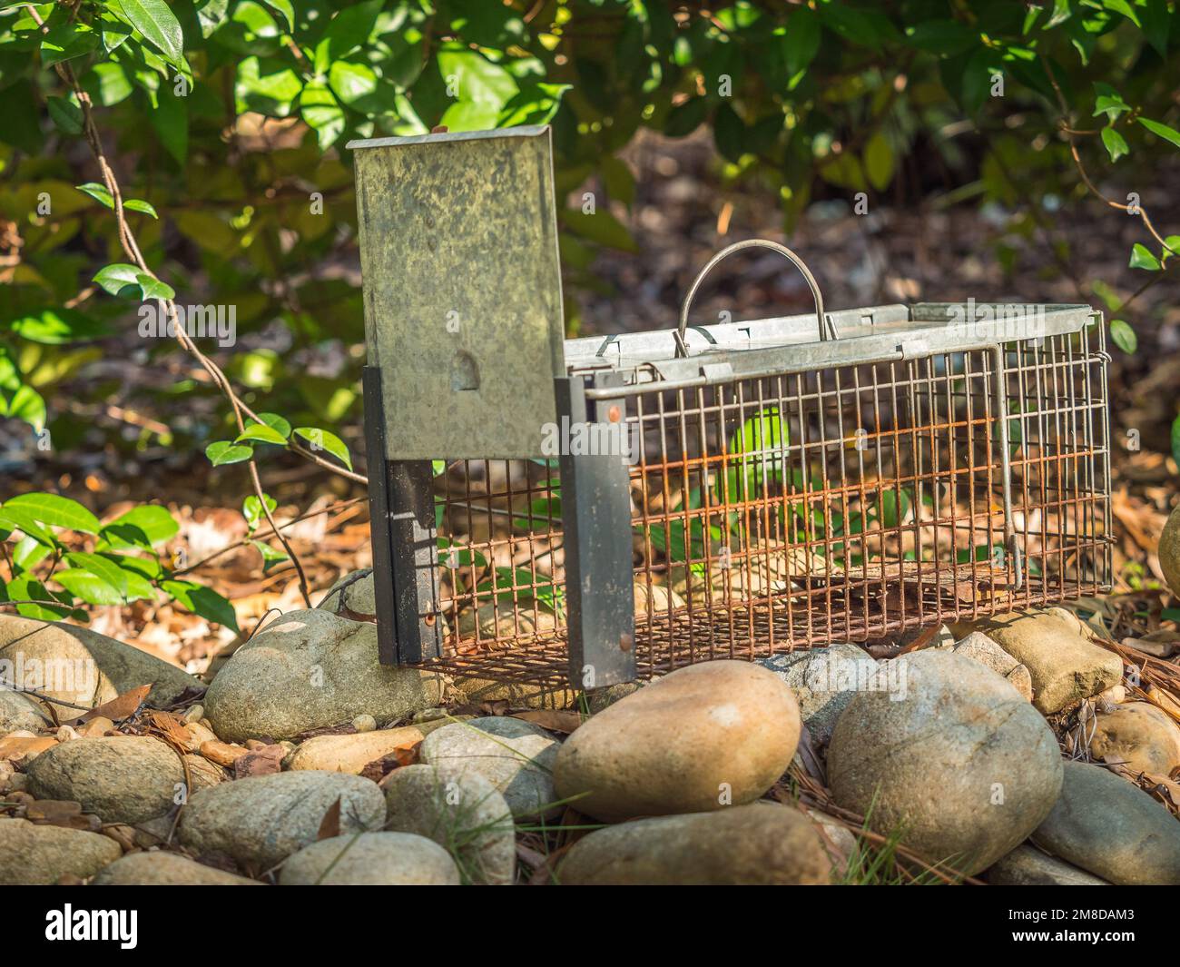 1 Puerta humano captura y liberación Animal vivo de la jaula