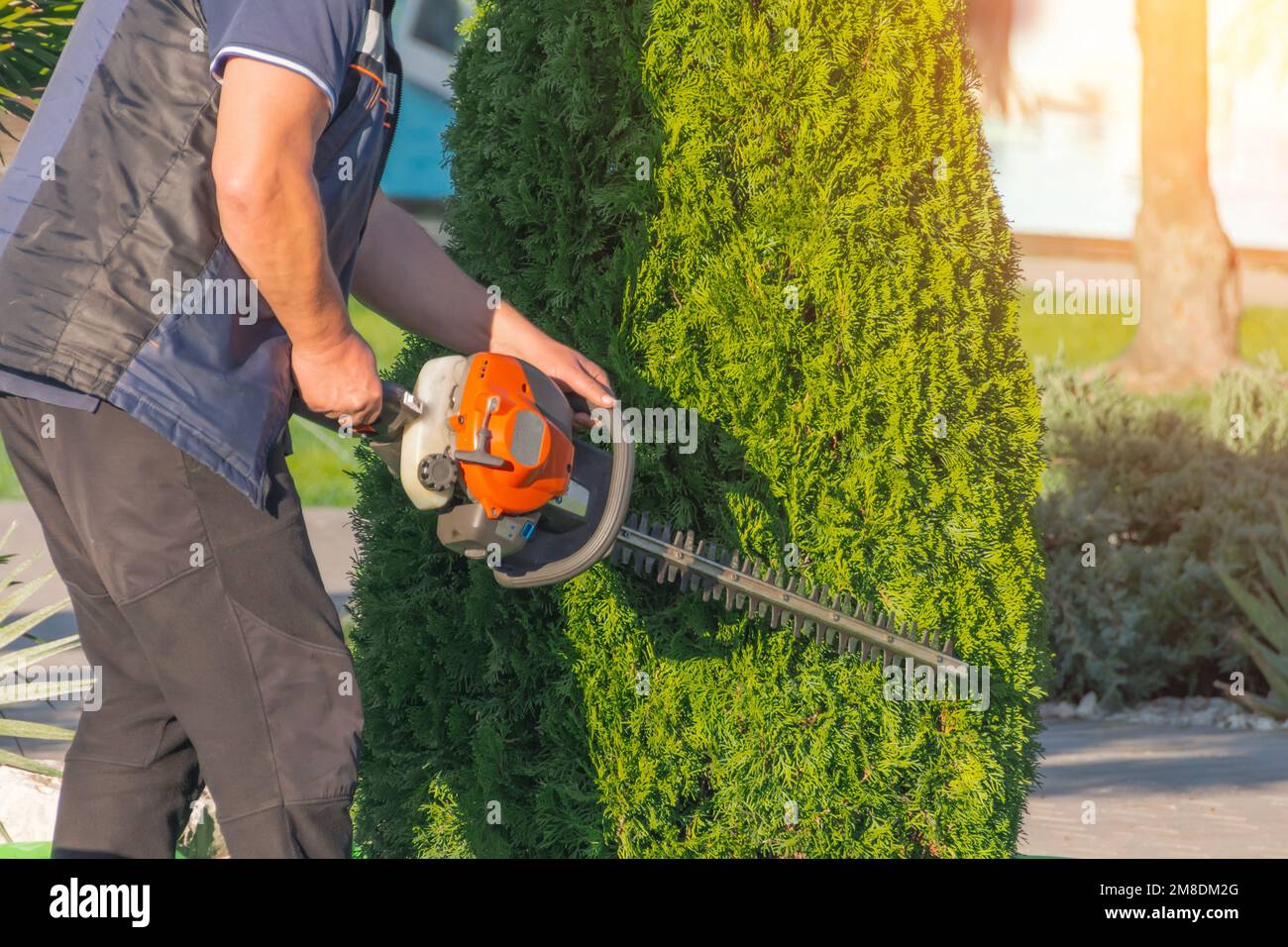 Hombre con tijeras de gasolina de jardín cortando un arbusto verde Thuja - formación de corona de seto. Trabajar en el jardín a principios de la primavera. Corta una cobertura alta con un mot Foto de stock