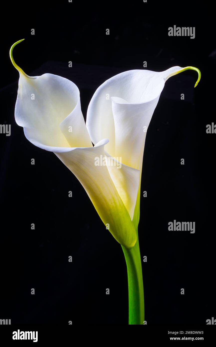 Dos hermosos lirios de Calla Fotografía de stock - Alamy