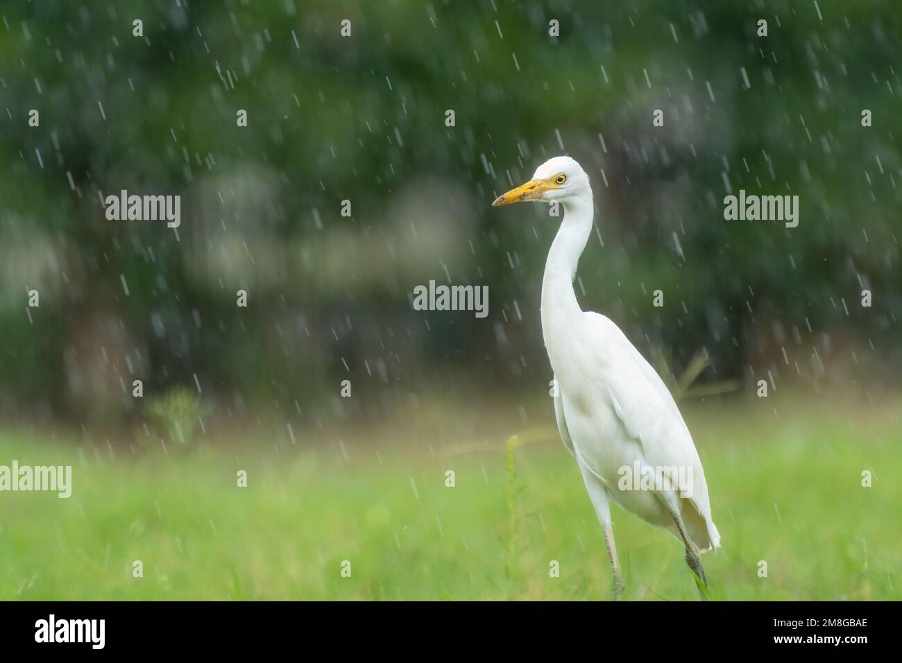 Primer plano de una garza de ganado (bubulcus ibis) con fondo verde durante la primavera en un día soleado Foto de stock