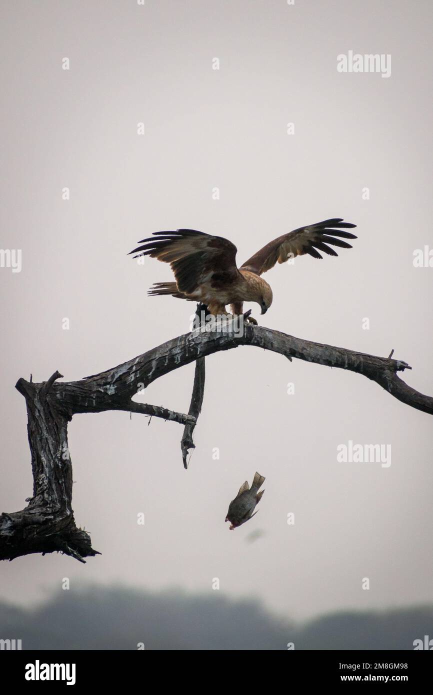 Un Harrier de pantano eurasiático con peces sentados en una rama en un árbol en el Santuario de Aves de Bhigwan en la India Foto de stock