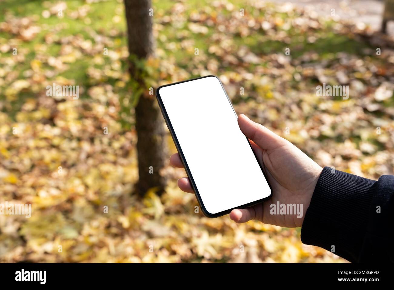 Mano de la mujer que sostiene el teléfono celular con la maqueta blanca vacía de la pantalla en blanco para arriba. Otoño de fondo al aire libre. Explorar espacio de copia de página web. Foto de stock