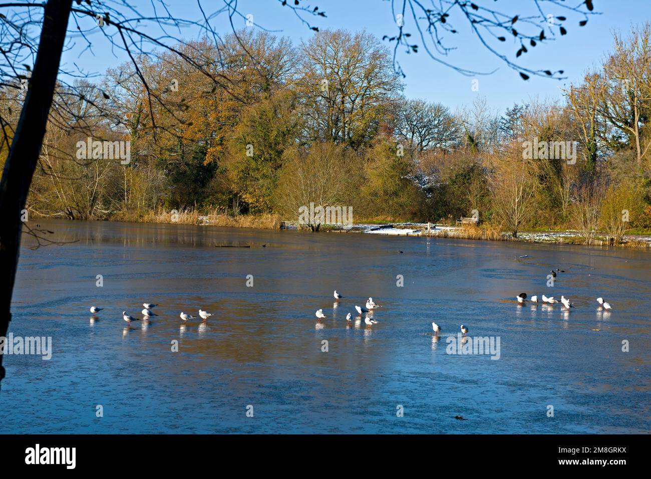 Una escena invernal en Barden Lake, Tonbridge, Inglaterra, durante una corta temporada de frío en diciembre de 2022 Foto de stock