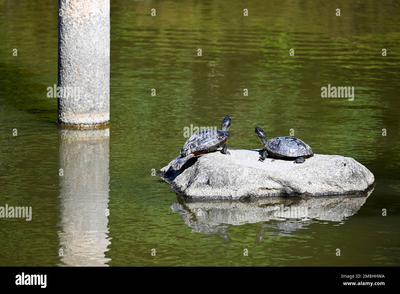 Tortugas Tomando El Sol En Una Piedra En El Lago Del Parque Art Stico Fotograf A De Stock Alamy