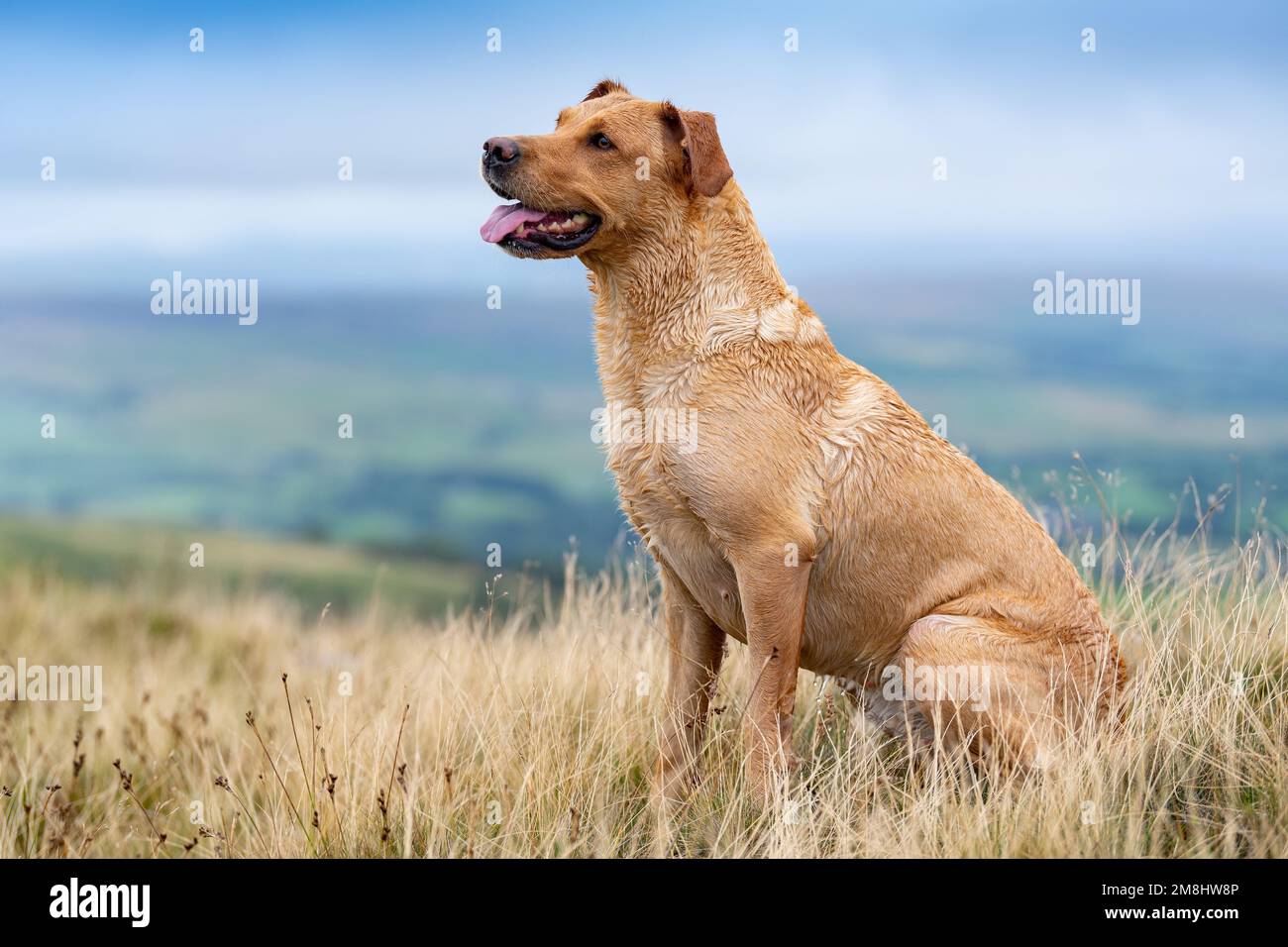 Golden Labrador gundog en el páramo, Cumbria, Reino Unido. Foto de stock