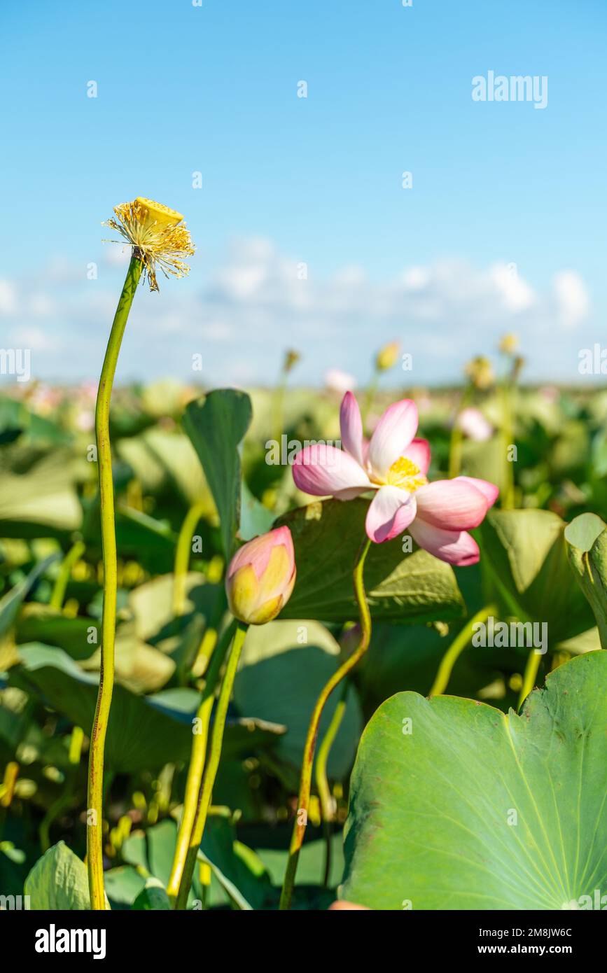 Una flor de loto rosa se balancea en el viento. En el fondo de sus hojas verdes. Campo de loto en el lago en entorno natural. Foto de stock