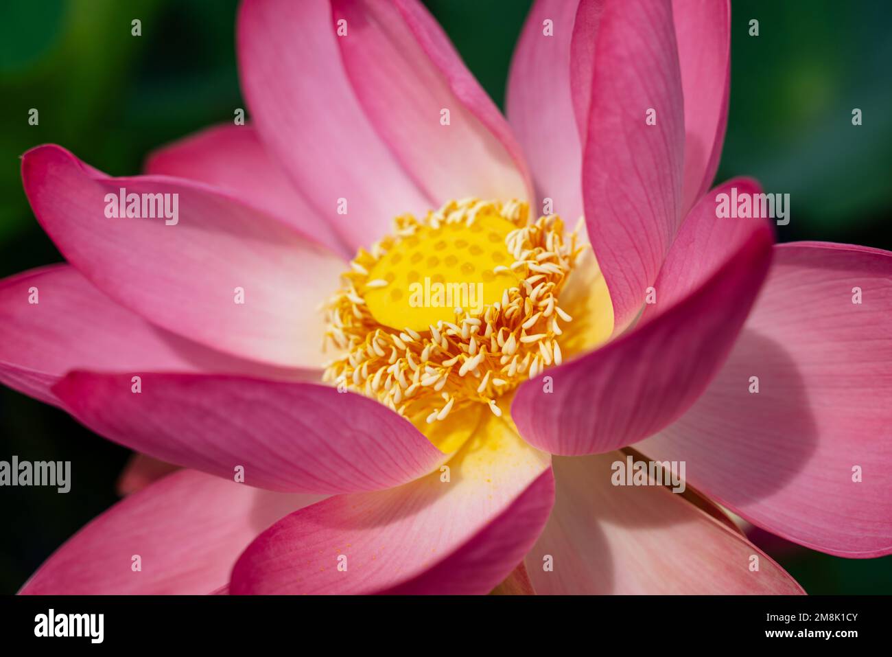 Una flor de loto rosa se balancea en el viento. En el fondo de sus hojas verdes. Campo de loto en el lago en entorno natural. Foto de stock