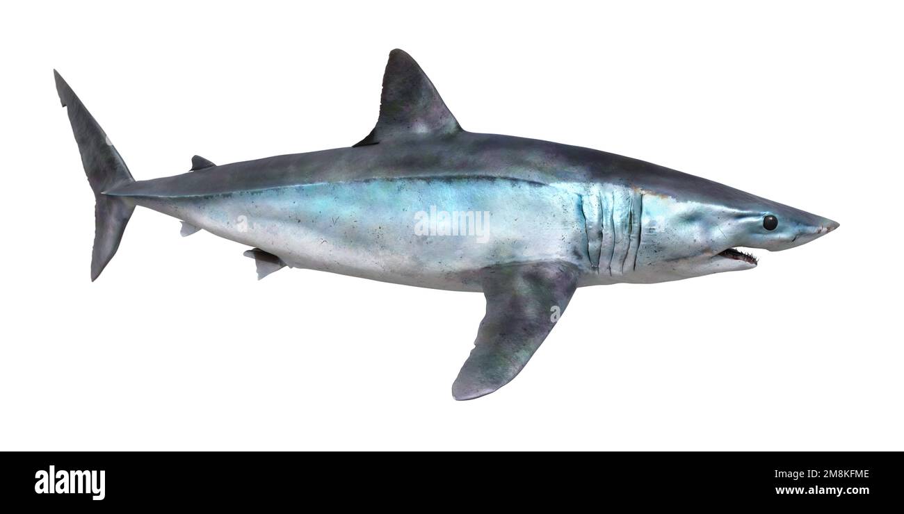 Ilustración del tiburón mako de aleta corta, isurus oxyrichus Foto de stock