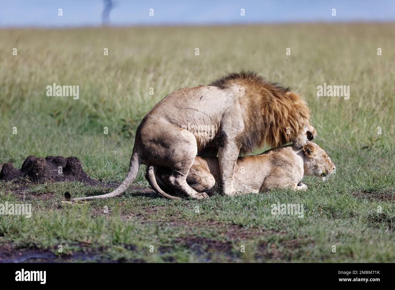 Un primer plano de un león macho y hembra apareándose en un campo de hierba  verde bajo la luz del sol Fotografía de stock - Alamy