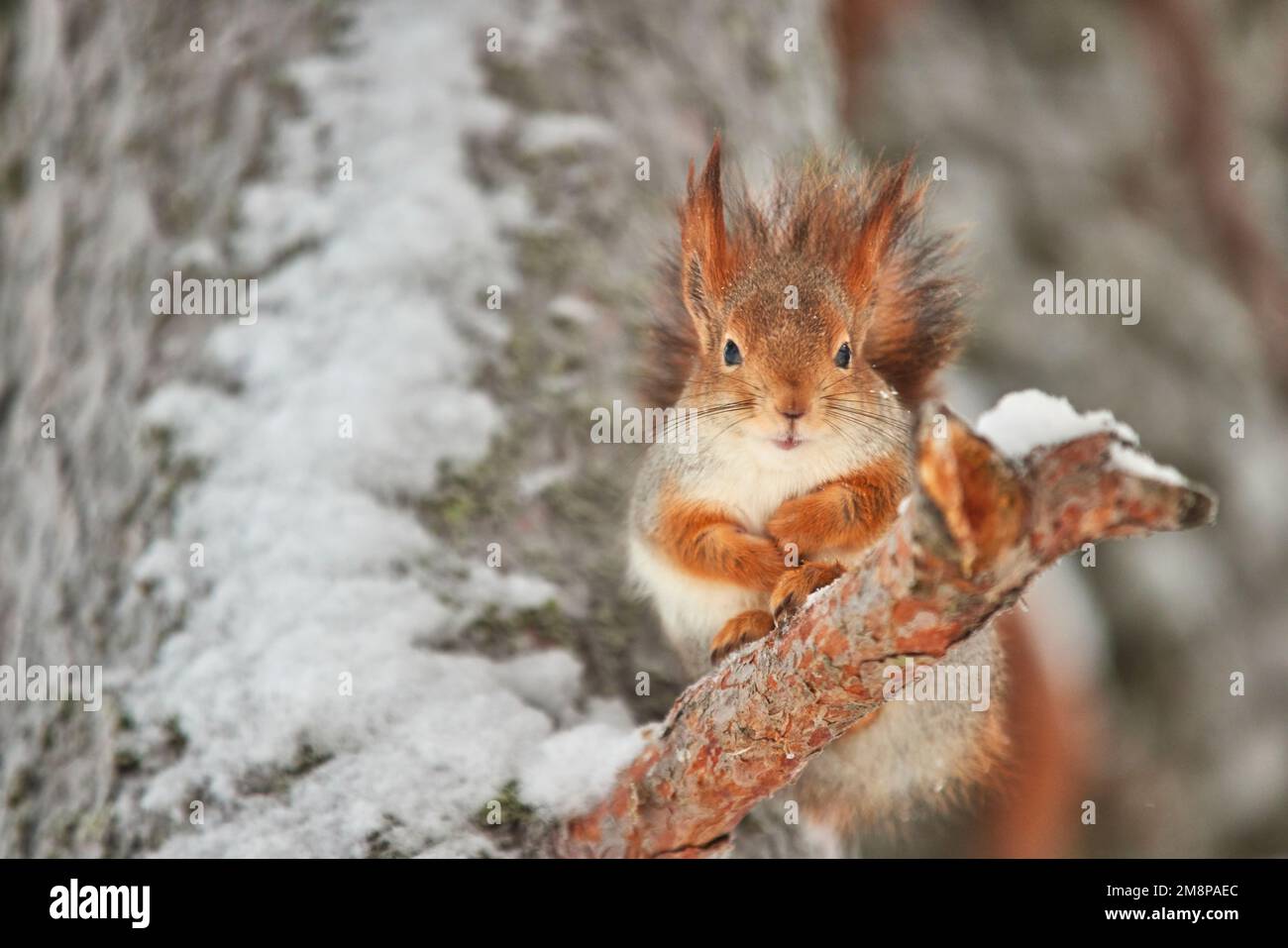 Rovaniemi, Laponia, norte de Finlandia. Ardilla roja sentada en un árbol Foto de stock