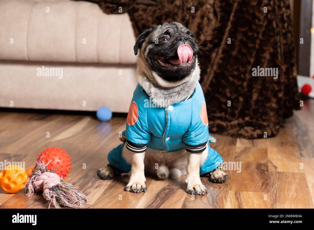 Un pequeño pug divertido se sienta cerca de sus juguetes. Juguetes y ropa  para perros, tienda de mascotas Fotografía de stock - Alamy