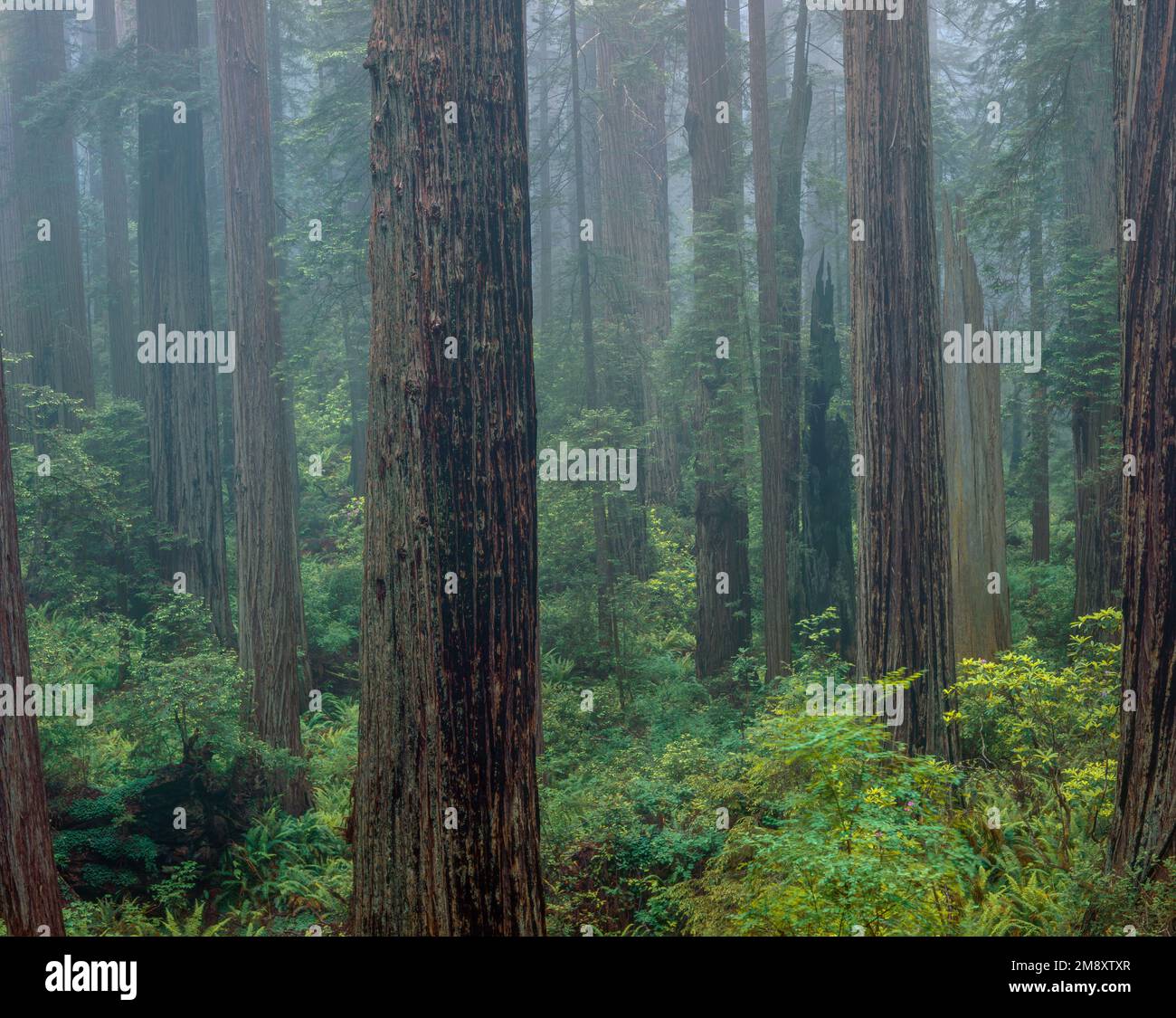 Redwoods, Damnation Creek, Del Norte Redwoods State and National Park, California Foto de stock