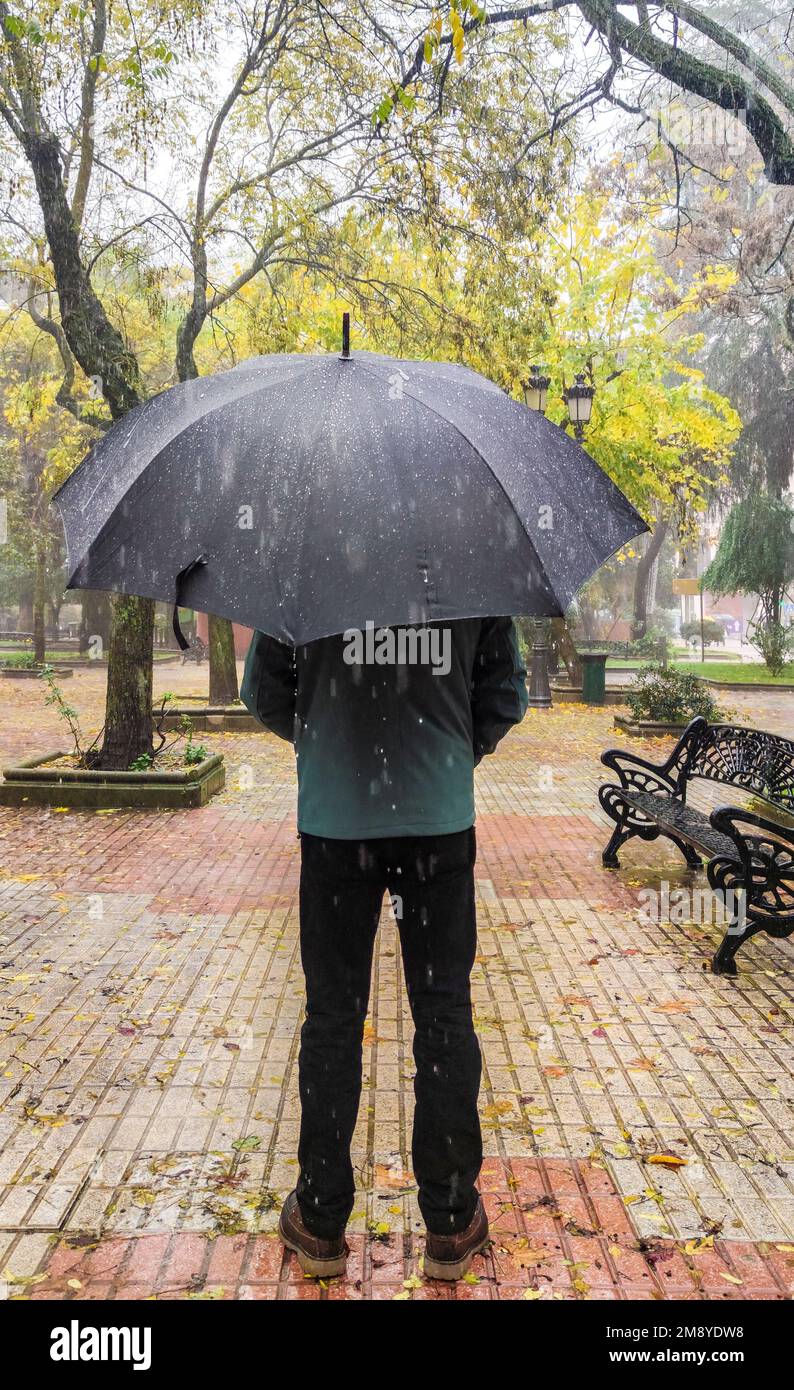Hombre maduro cubierto con paraguas negro grande. Gotas de lluvia gruesas deslizantes visibles Foto de stock