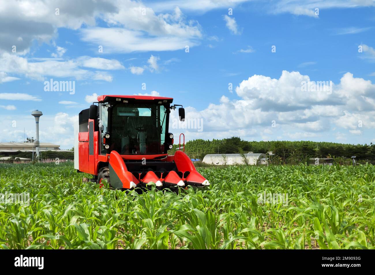 Mini tractor cosechadora de maíz rojo con control automático de robot AI ayuda a cultivar y cosechar el campo de maíz en la agricultura rural. Nueva tecnología agr Foto de stock