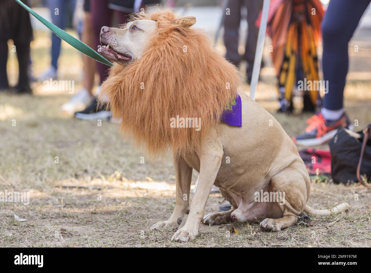 Perro con melena de león fotografías e imágenes de alta resolución - Alamy Perro con melena de león fotografías e imágenes de alta resolución - Alamy