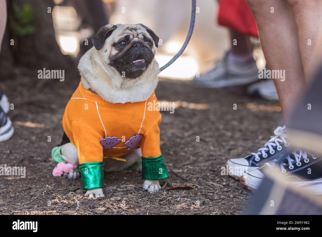 Un pug está vestido con un colorido traje naranja como parte de un concurso  de disfraces de perro en Atlanta Fotografía de stock - Alamy