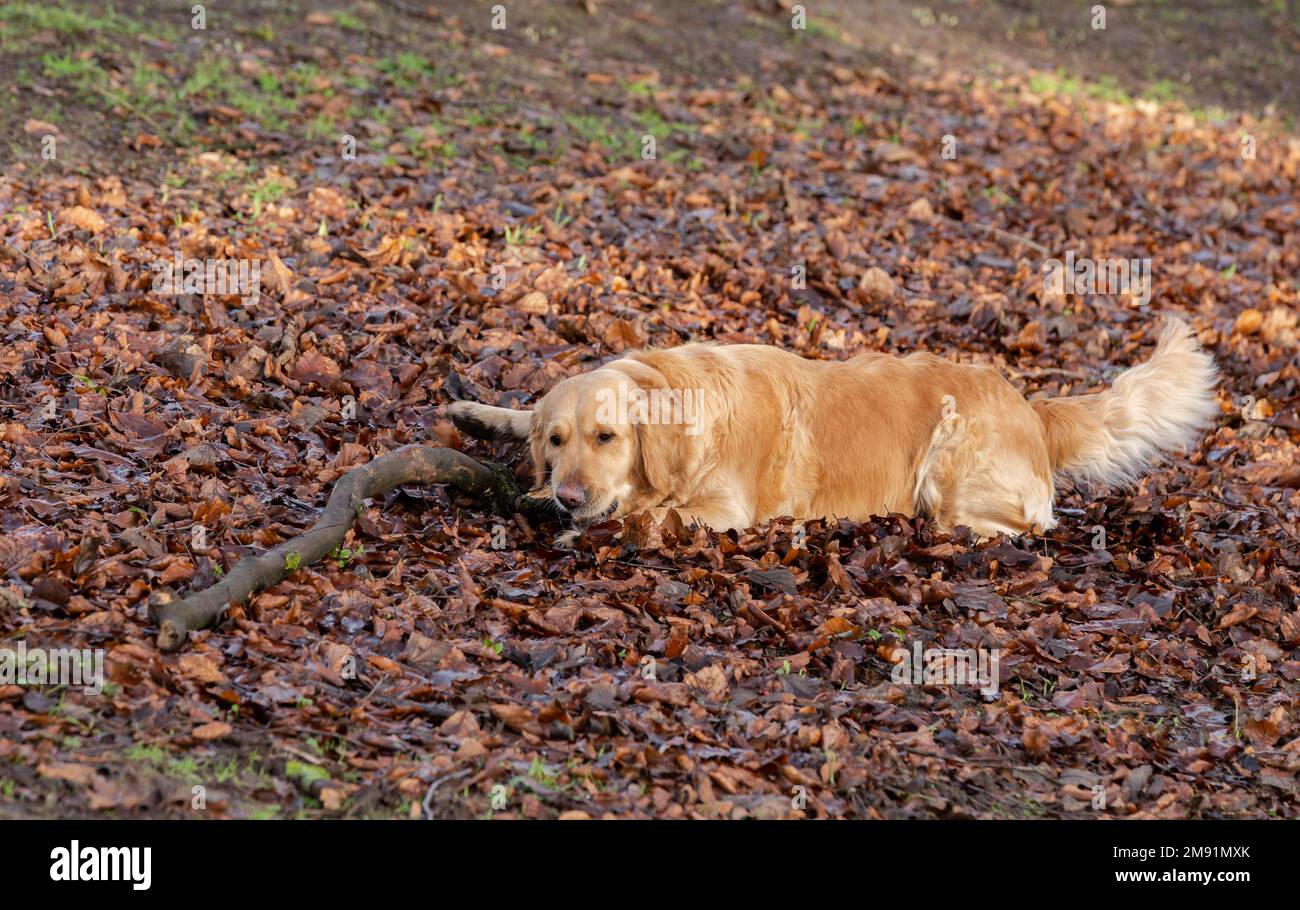Un perro golden retriever mastica un palo grande mientras está acostado en la cubierta de tierra de hoja de otoño. Foto de stock