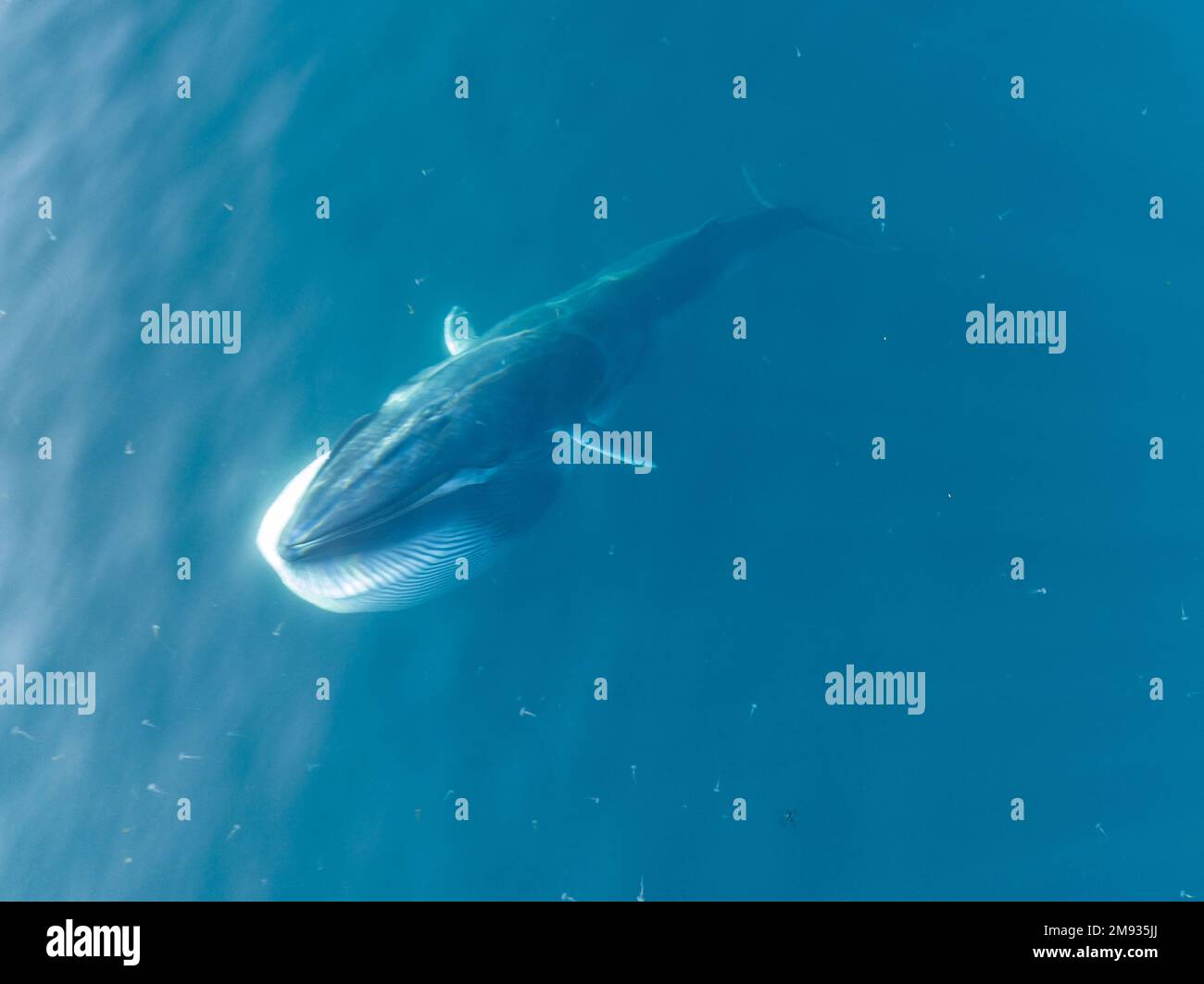Una ballena de Omura, Balaenoptera omurai, un rorcual rápido y poco conocido, se acerca a la superficie mientras se alimenta de plancton en el Océano Pacífico Sur. Foto de stock