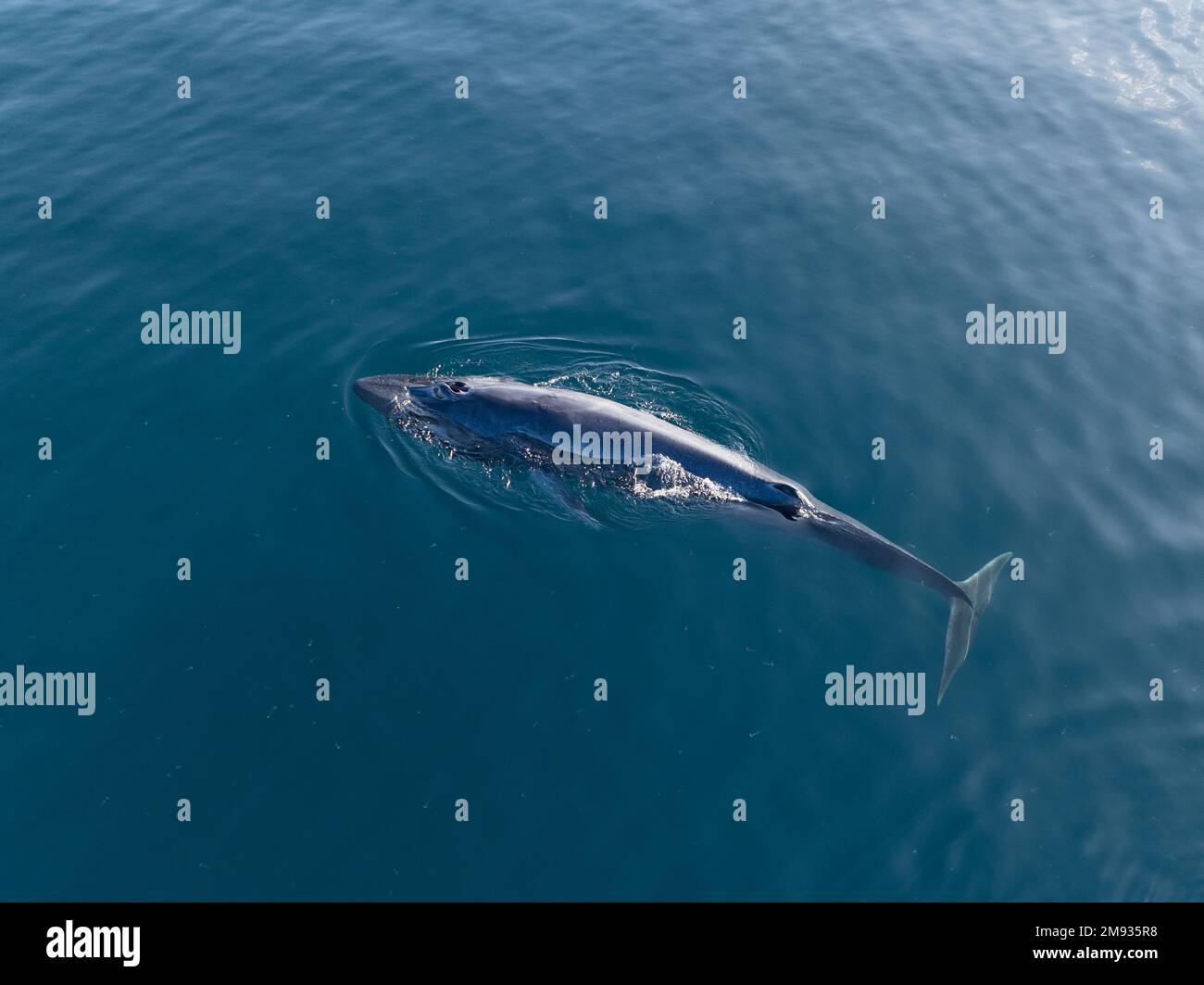 Una ballena de Omura, Balaenoptera omurai, respira en la superficie del Océano Pacífico Sur. Este poco conocido rorqual se alimenta de organismos planctónicos. Foto de stock