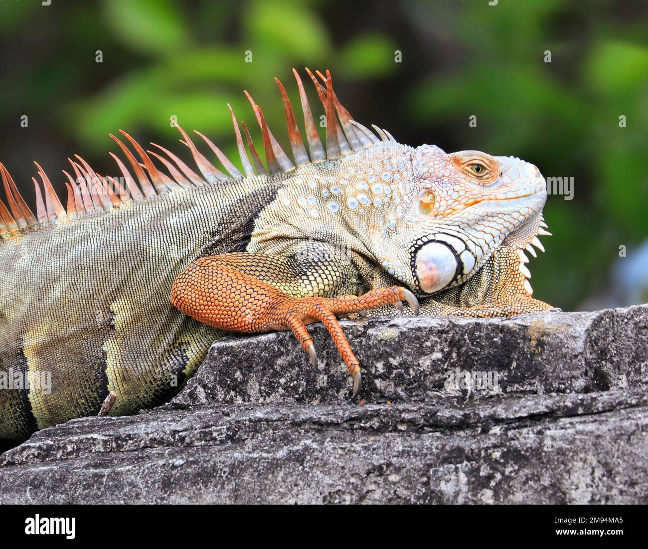 La iguana verde también conocida como la iguana americana es un reptil lagarto del género Iguana en la familia de las iguanas Foto de stock