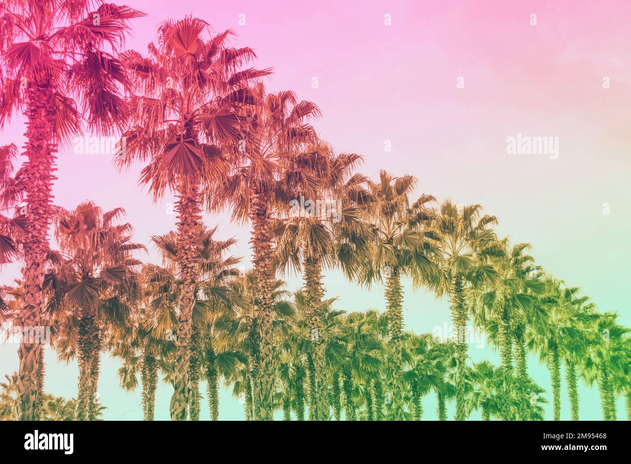 Fila de palmeras de washingtonia en crecimiento con filtro de color degradado Foto de stock