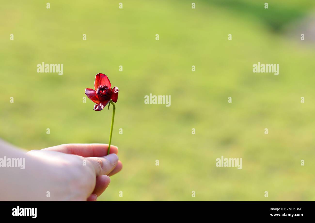Mano recortada sosteniendo una flor roja en fondo de pradera Foto de stock