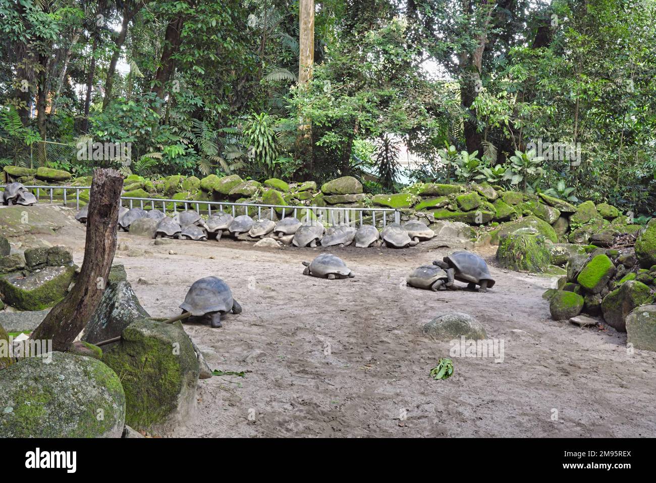 Tortugas pluma dentro del jardín botánico en la ciudad Foto de stock