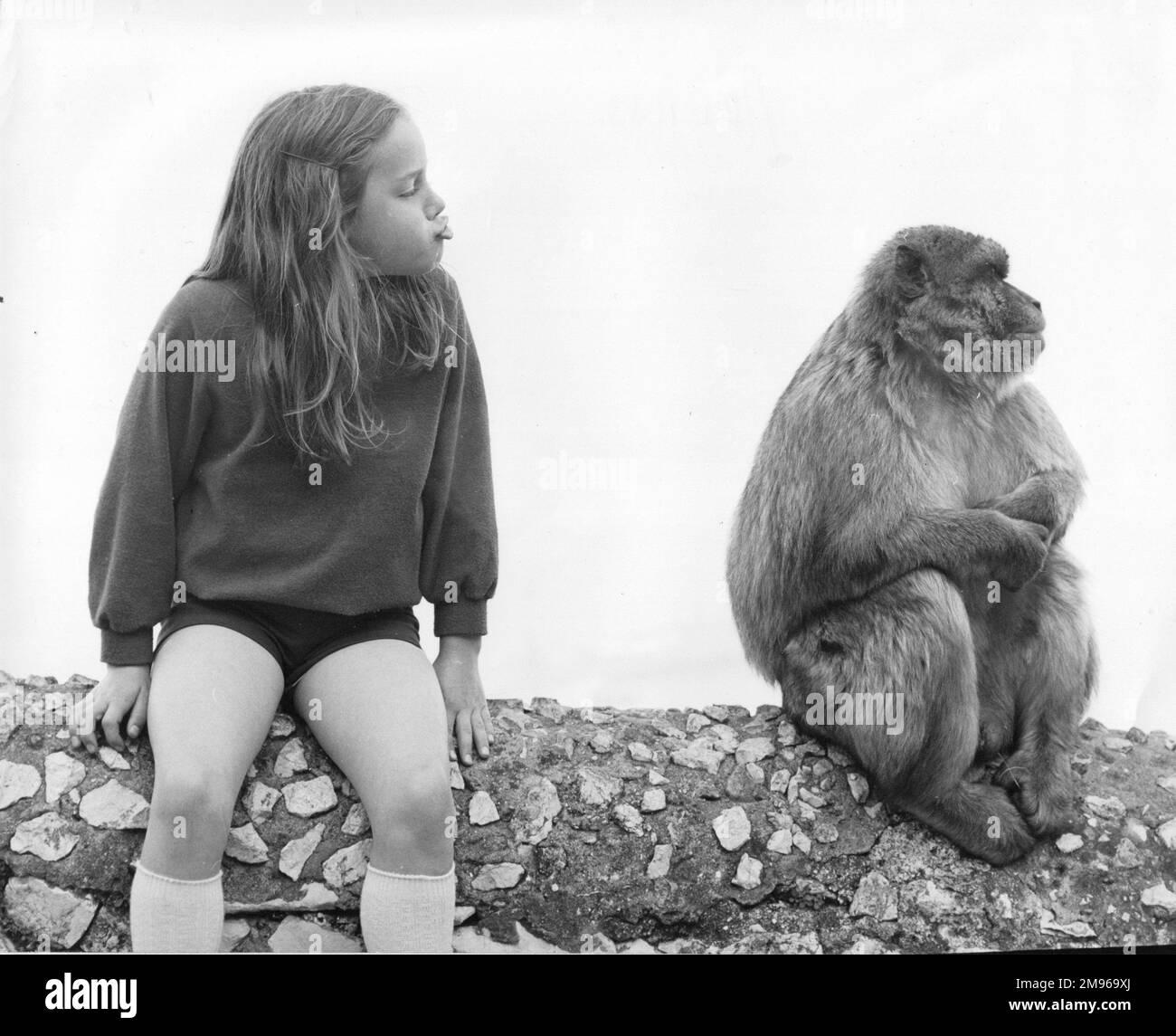 Una niña sentada al lado de un Macaco de Barbero de Gibraltar (Macaca Sylvanus), tratando de imitar sus gestos. Estos animales se encuentran en la Roca Alta de Gibraltar, y son conocidos localmente como simios de Berbería o simios de roca, aunque en realidad son monos en lugar de simios. Foto de stock
