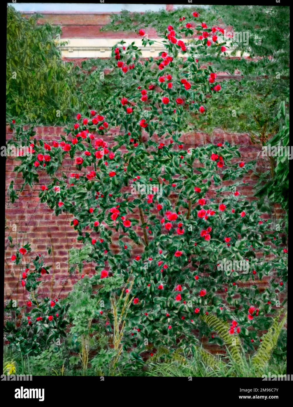 Familia de camelia fotografías e imágenes de alta resolución - Alamy