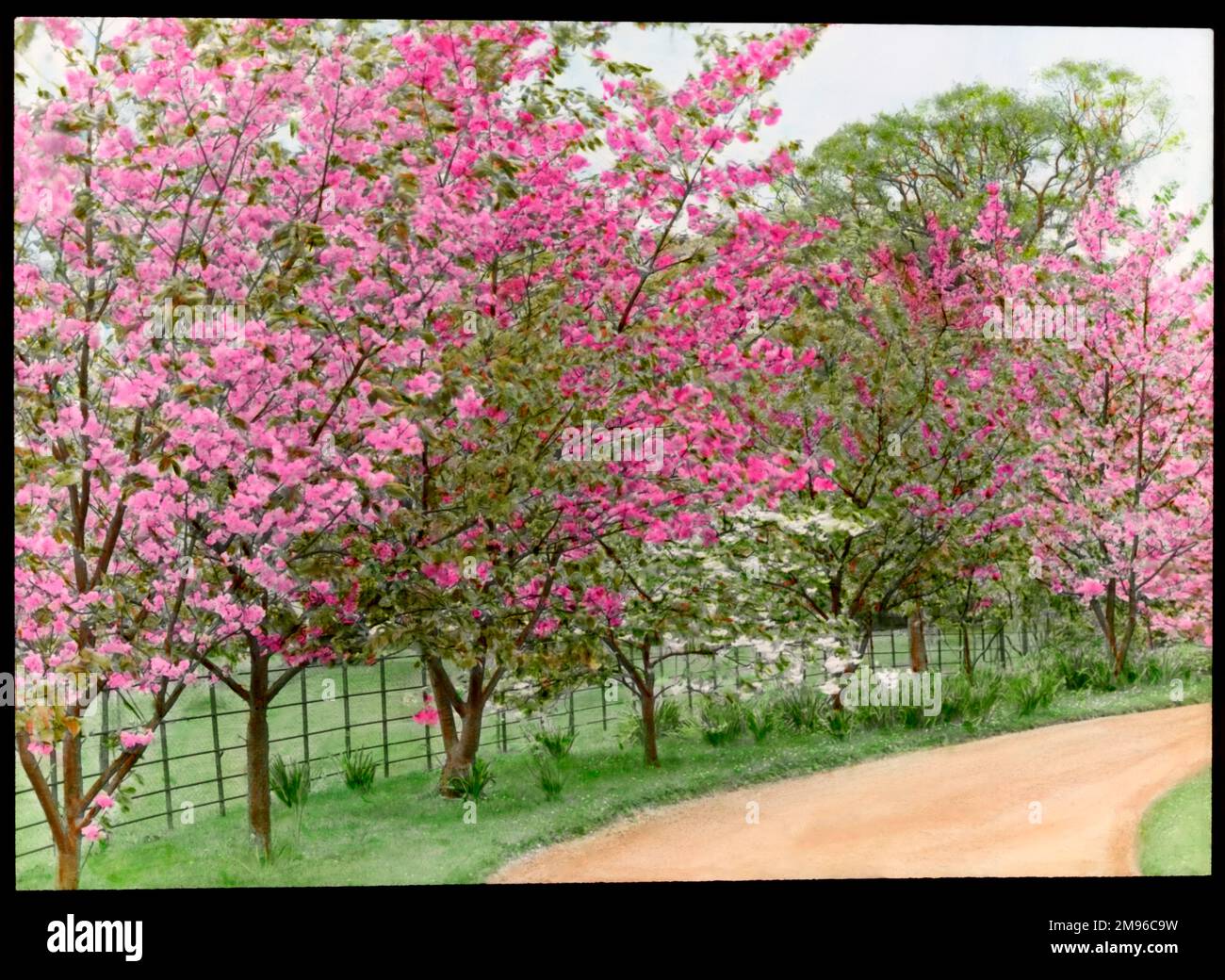 Prunus (cerezo floreciente), varios árboles plantados a lo largo de un camino, cargados de flores rosadas en diferentes tonos. Foto de stock