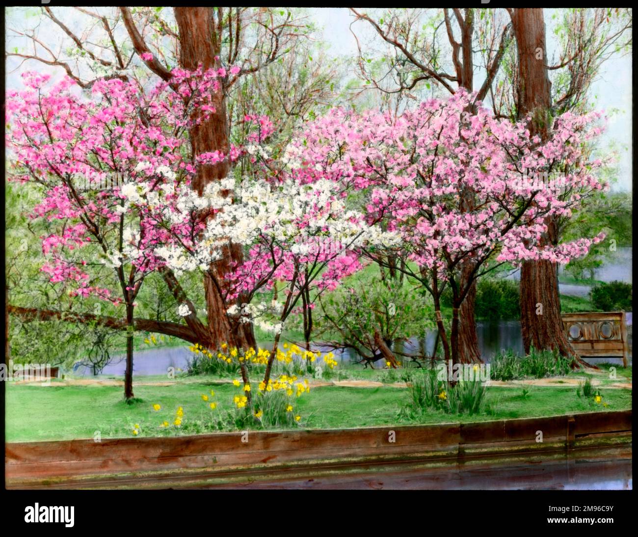 Prunus (cerezo floreciente), varios árboles ornamentales plantados cerca del agua, cargados de flores rosadas y blancas. Los narcisos están creciendo en sus raíces. Foto de stock