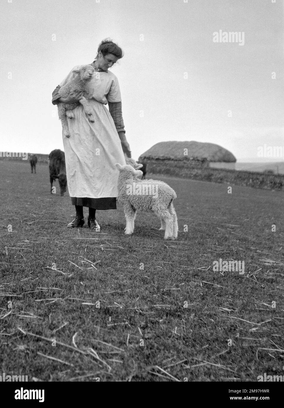 Mujer en una granja con corderos y ganado en un campo. Foto de stock