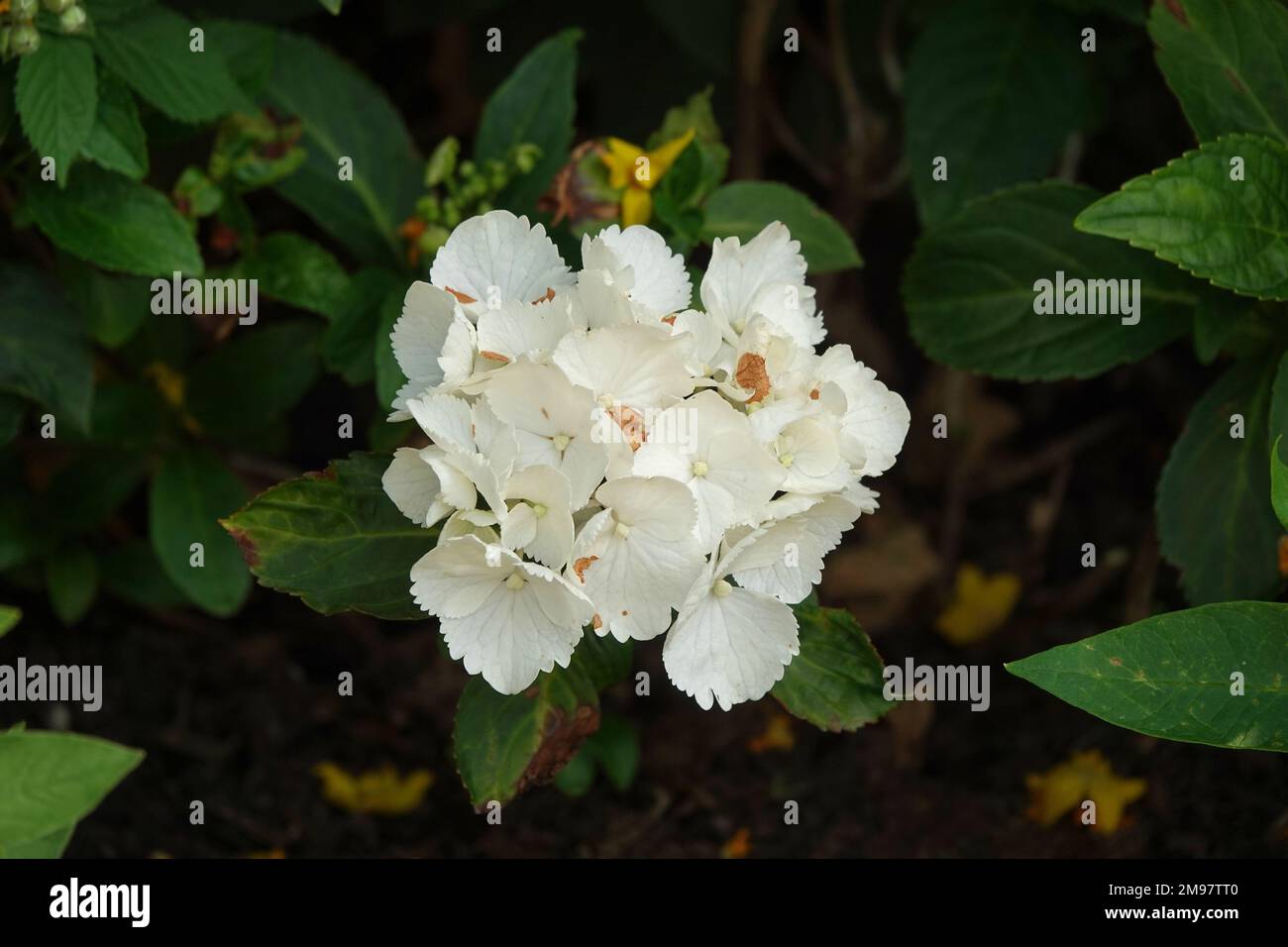 Ilustración de hortensia fotografías e imágenes de alta resolución - Página  4 - Alamy