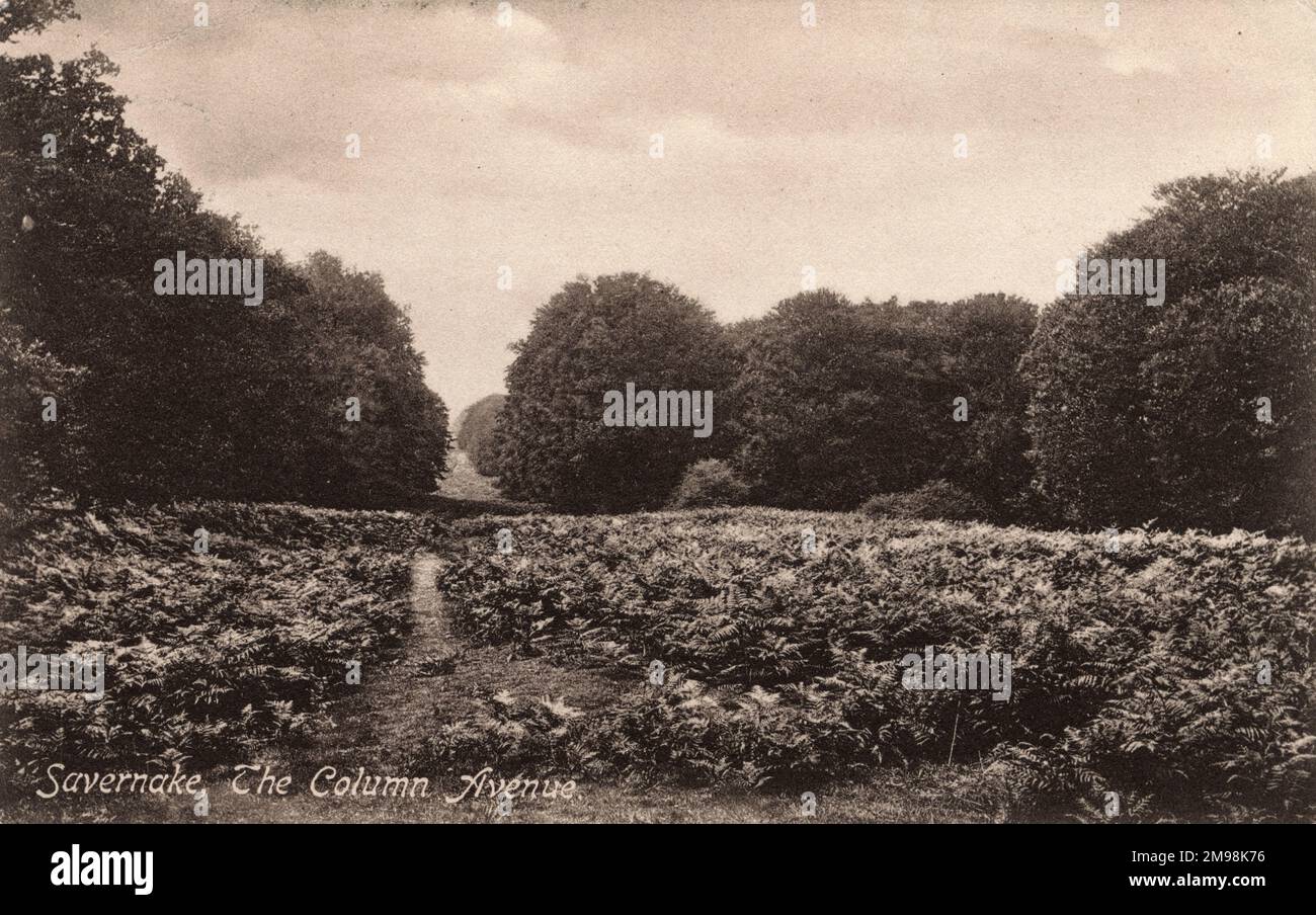 La avenida Column, bosque Savernake, entre Marlborough y Great Bedwyn, Wiltshire. Foto de stock