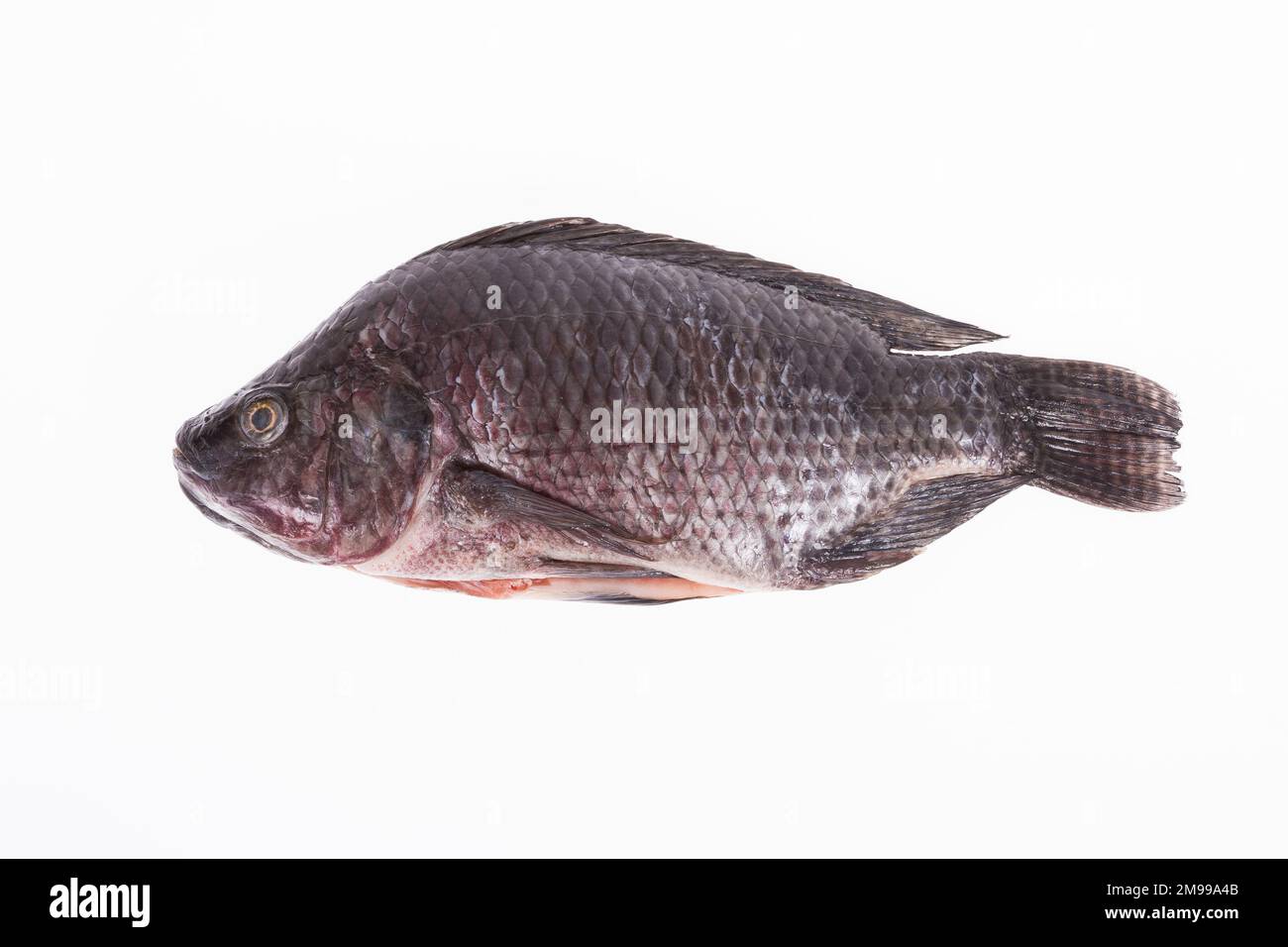 Pescado, Platy mojarra, tilapia Nilotic, tilapia Chitralada sobre fondo