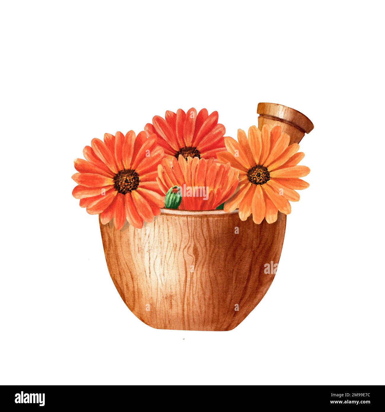 Tazón de madera y hierba Calendula Composición. Ilustración de acuarela  aislada sobre fondo blanco Fotografía de stock - Alamy