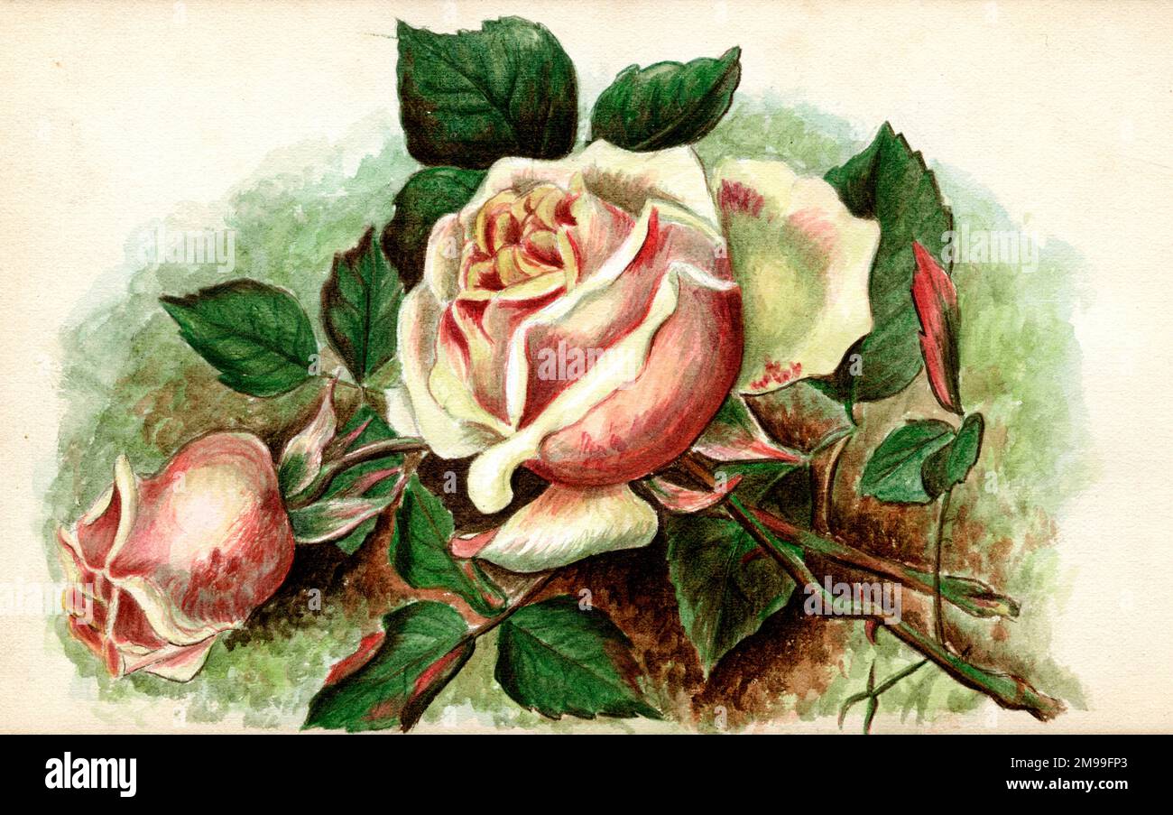 Obra de arte de Florence Auerbach, rosas rosadas. Foto de stock