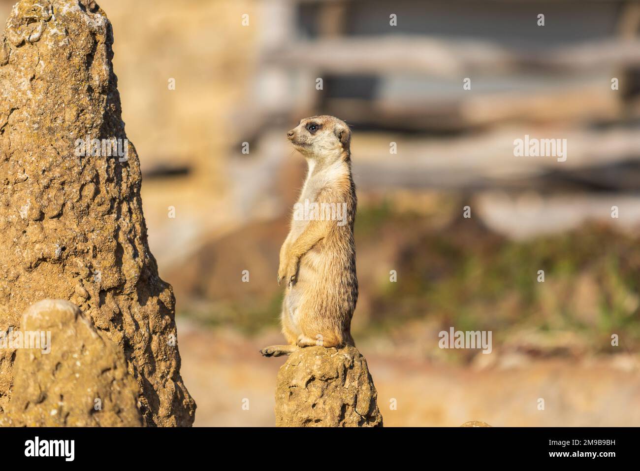 El meerkat está sobre la arena y observa los alrededores. El fondo se ve borroso por la técnica fotográfica. Foto de stock