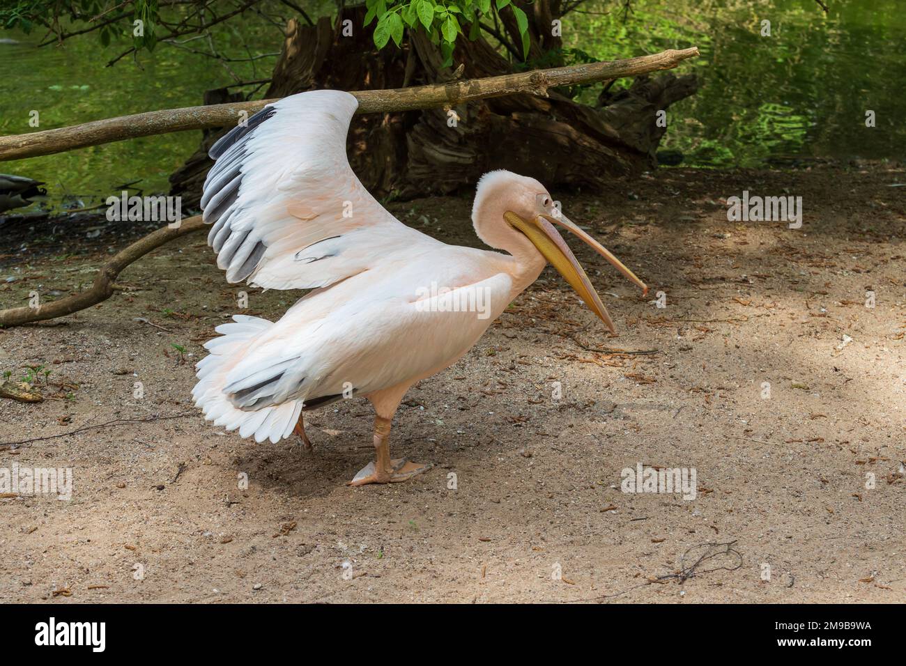 Gran ave de agua Pelican - Pelecanus. Foto con buen bokeh. Foto de stock