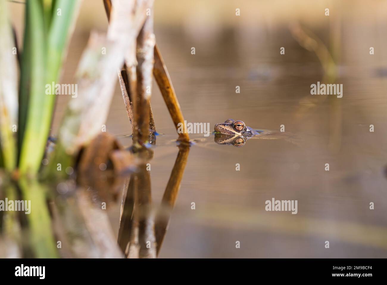 Rana azul - Rana arvalis en el agua en el momento de apareamiento. Foto salvaje de la naturaleza. La foto tiene un buen bokeh. La imagen de una rana se refleja en el agua. Foto de stock