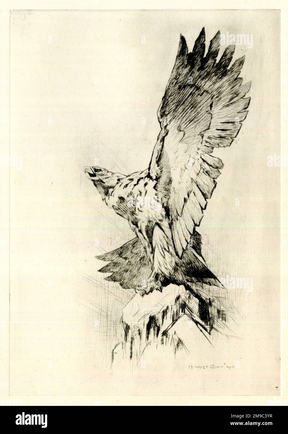 Águila en una roca con alas extendidas, por Harry Rountree Foto de stock