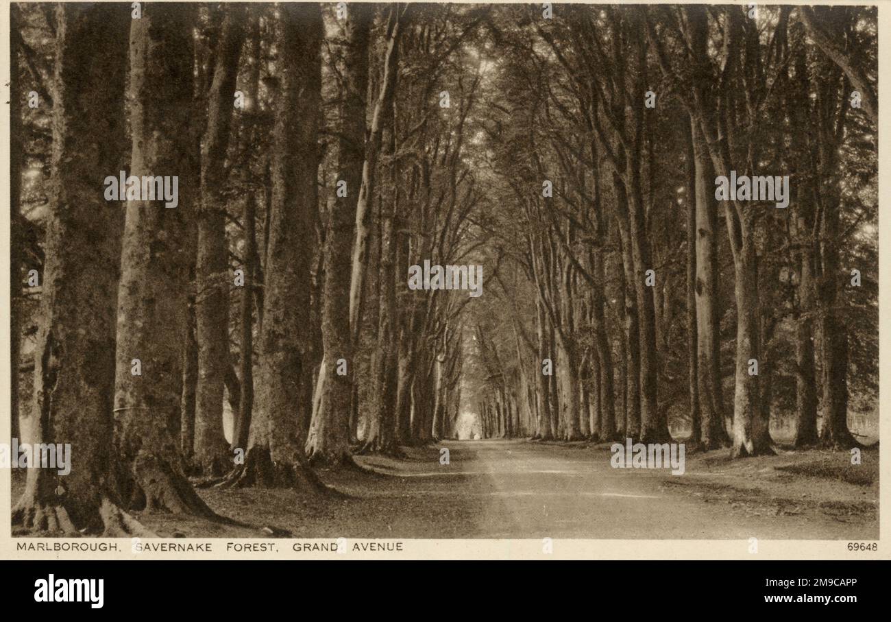 Marlborough, Wiltshire - Bosque de Savernake, Grand Avenue. Foto de stock