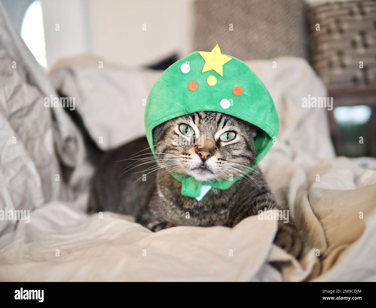 Gato con disfraz fotografías e imágenes de alta resolución - Alamy