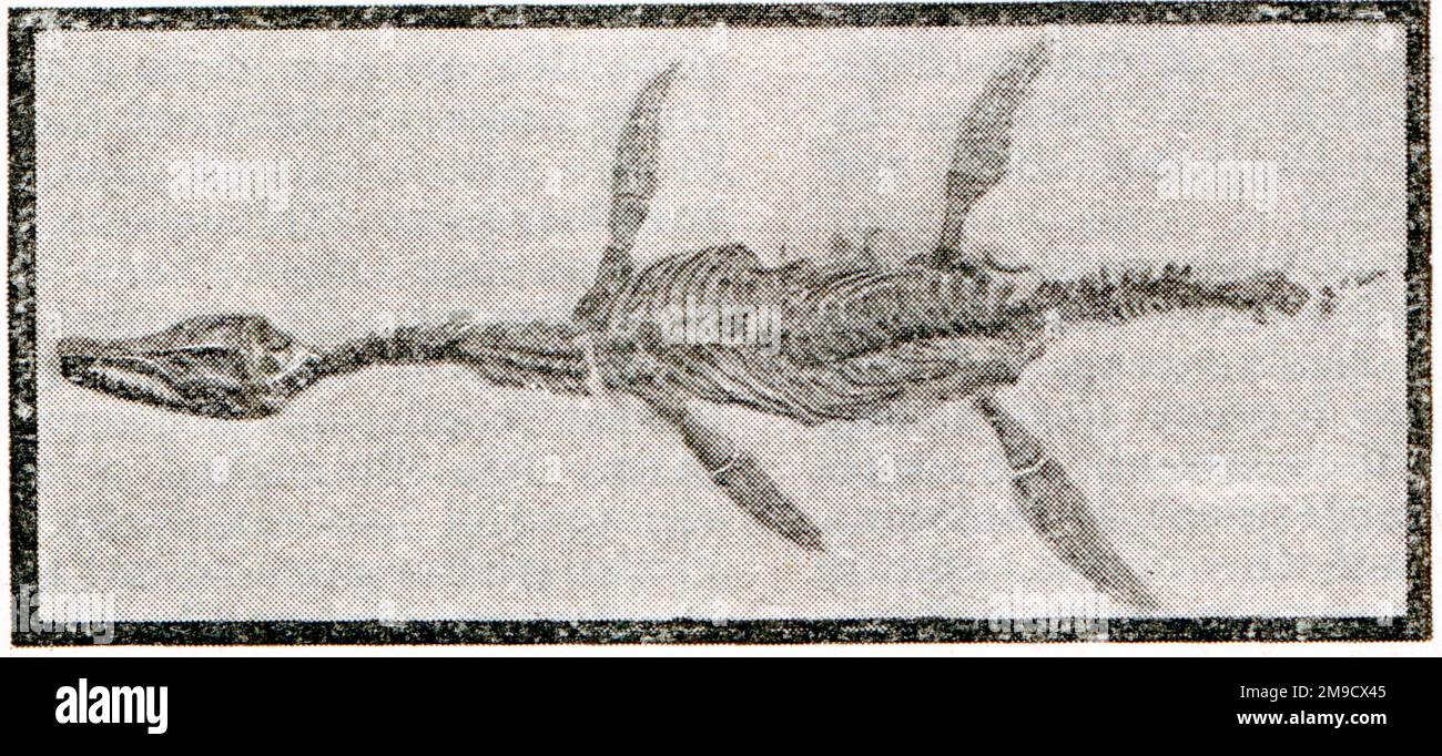 Plesiosaurus Reptil marino (fósil) del período Jurásico Foto de stock